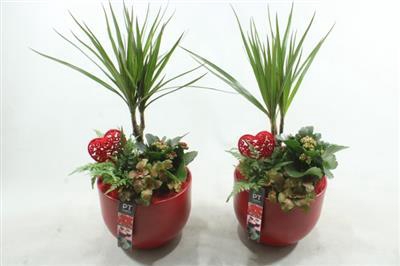 <h4>2206 ROOD KER DRACENA</h4>