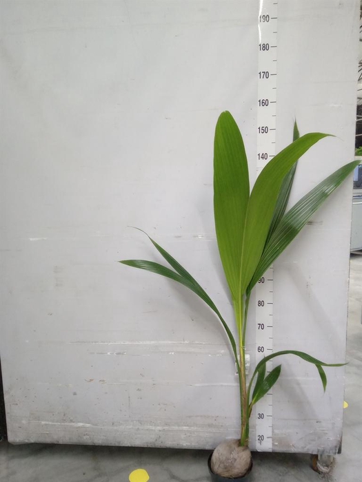 <h4>Cocos nucifera</h4>