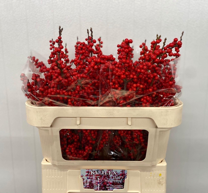 <h4>ILEX VERT.   ...BES</h4>