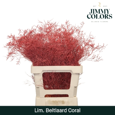 <h4>Lim Bel L70 Coral</h4>