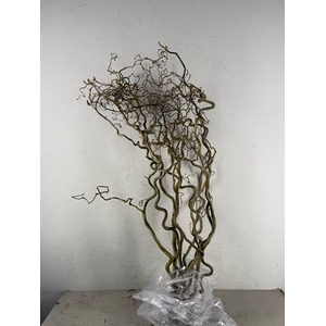 Corylus (2-jarig)