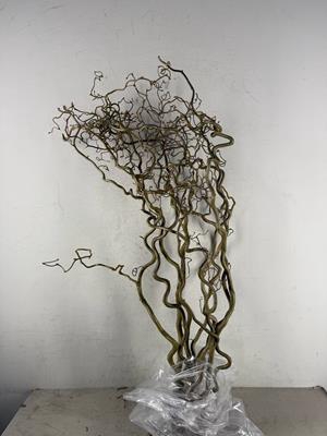 Corylus (2-jarig)