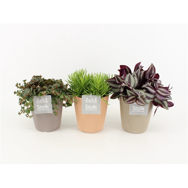 <h4>Pure Green mix in Ruby Keramiek soorten : Rhipsalis, Tradescantia, Sedum</h4>