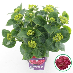 Hydrangea macr. Forever & Ever® Rood C5 (23cm.) Kn.