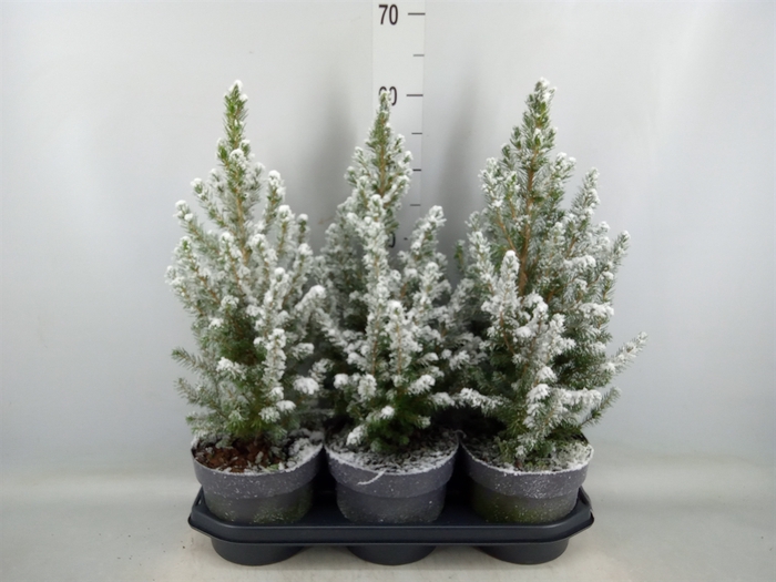 <h4>Picea glauca 'Conica'</h4>