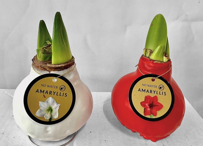 <h4>HIPP GEM 2 SRT</h4>