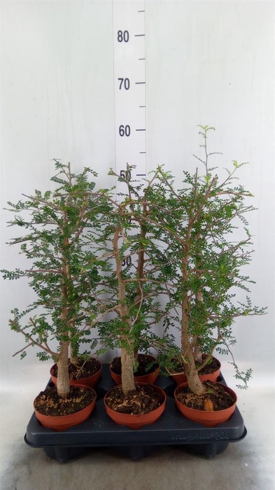 <h4>Planten Groen   ...L%</h4>