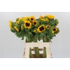 Helianthus Orange Fire