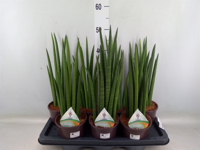 <h4>Sansevieria   ...</h4>