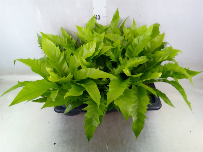 <h4>Ferns   ...</h4>