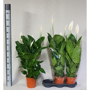 SPATH SWEET ISABELLA