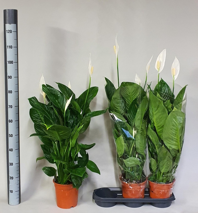 <h4>SPATH SWEET ISABELLA</h4>