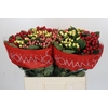 Hypericum Rainbow Romance