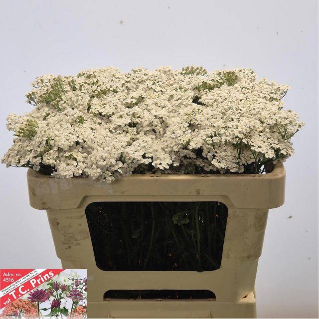 <h4>ACHIL M WHITE BEAUTY</h4>