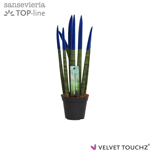 <h4>Sansevieria VELVET TOUCHZ® Blauw</h4>