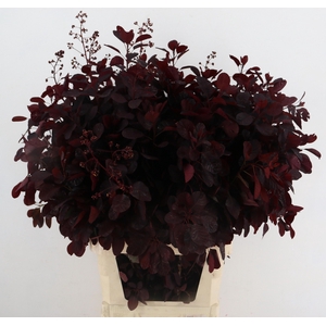 COTI C ROYAL PURPLE