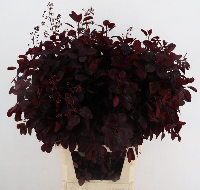 <h4>COTI C ROYAL PURPLE</h4>