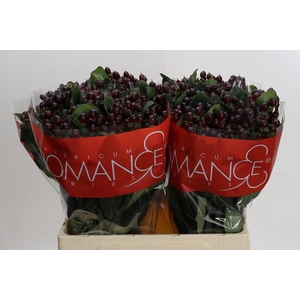 Hypericum Rocky Romance