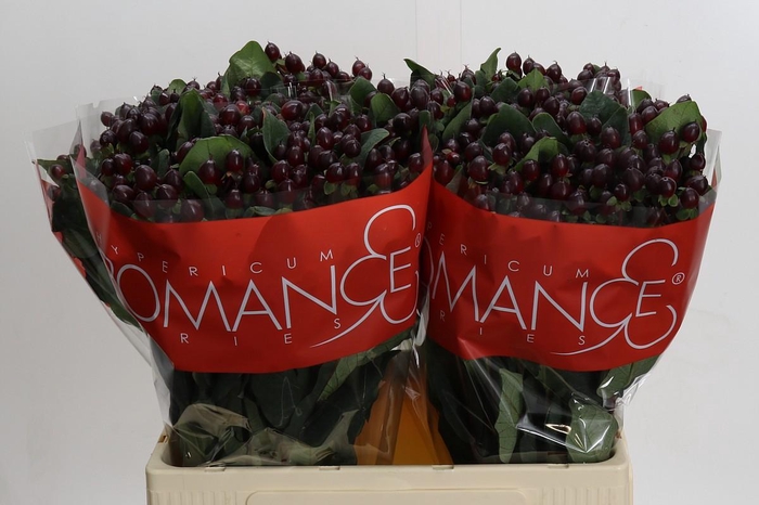 <h4>Hypericum Rocky Romance</h4>