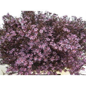 Chame Ofir Aubergine