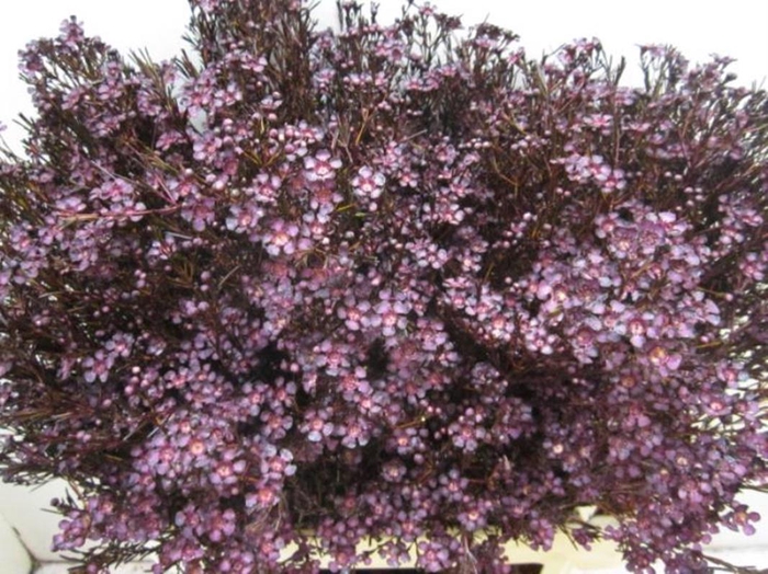 <h4>Chame Ofir Aubergine</h4>