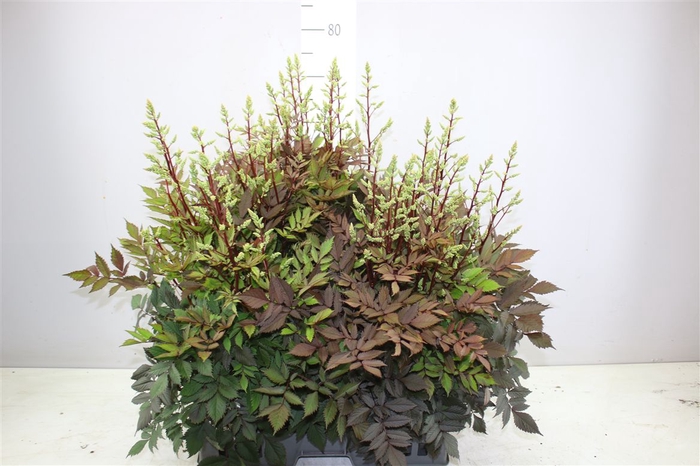 <h4>Astilbe A Diamant X</h4>