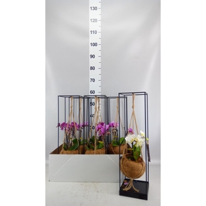 Arr.  Orchidee L%