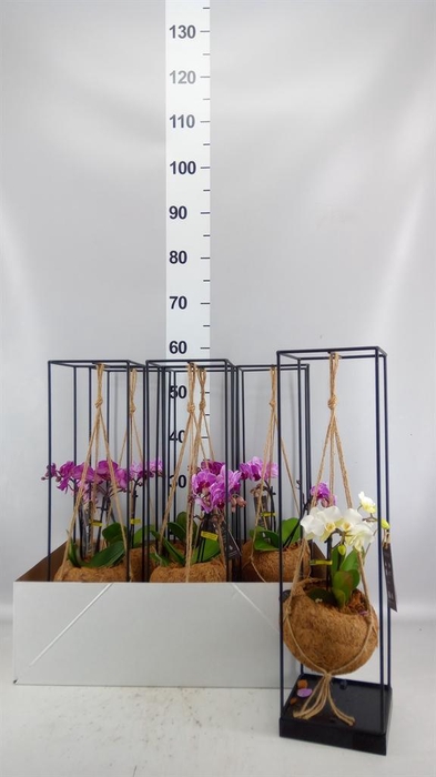 <h4>Arr.  Orchidee L%</h4>