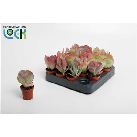 <h4>Kalanchoë Thyrsiflora ( Red Lips )</h4>