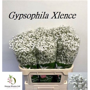 Gyps Pa Xlence