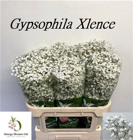 <h4>Gyps Pa Xlence</h4>