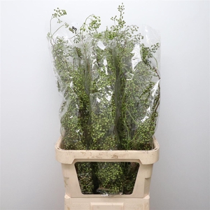 Rosa Corallo Green