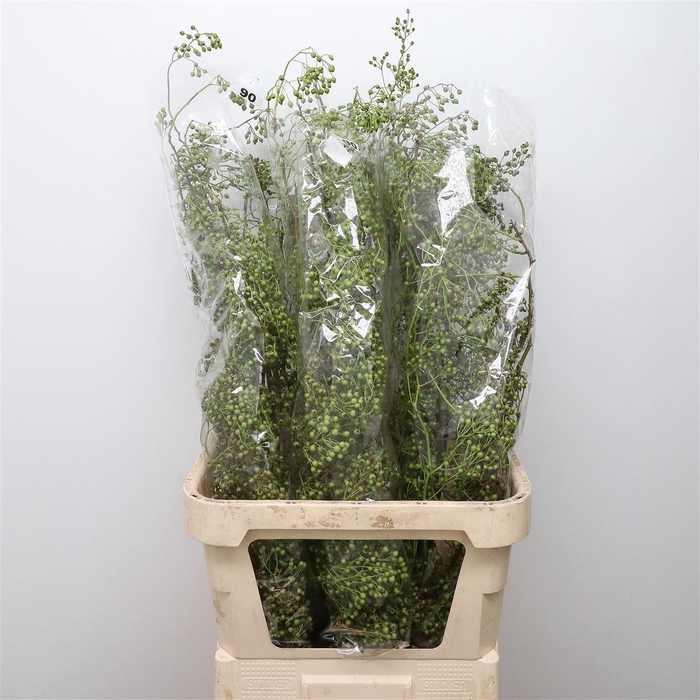 <h4>Rosa Corallo Green</h4>