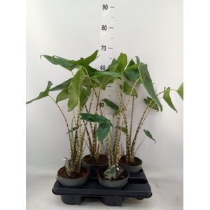 Alocasia zebrina