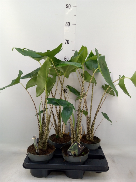 <h4>Alocasia zebrina</h4>