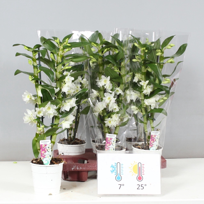 <h4>DENDR N SC APOLLON</h4>