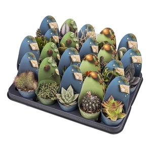 MIX CACTUS AND SUCCULENT Ø 6.5 WITH CHRISTMAS ROUNDED POTCOVER - GIFT SHAPE - TRAY 20 PCS