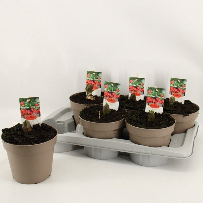 <h4>FRIT IMP AURORA</h4>