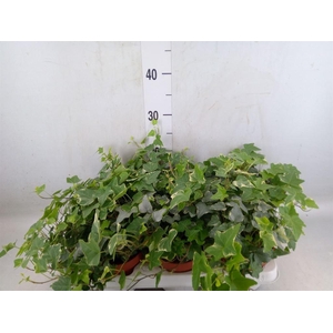 Hedera helix 'Ingelise'