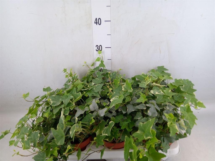 <h4>Hedera helix 'Ingelise'</h4>