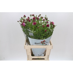 Ranunculus Butterfly Thiva