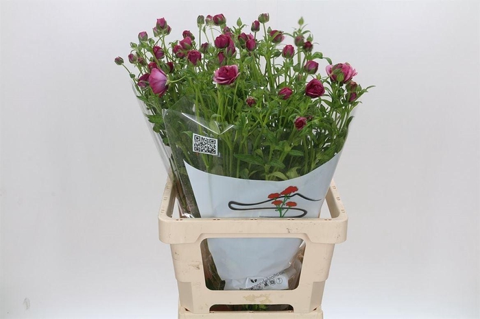 <h4>Ranunculus Butterfly Thiva</h4>