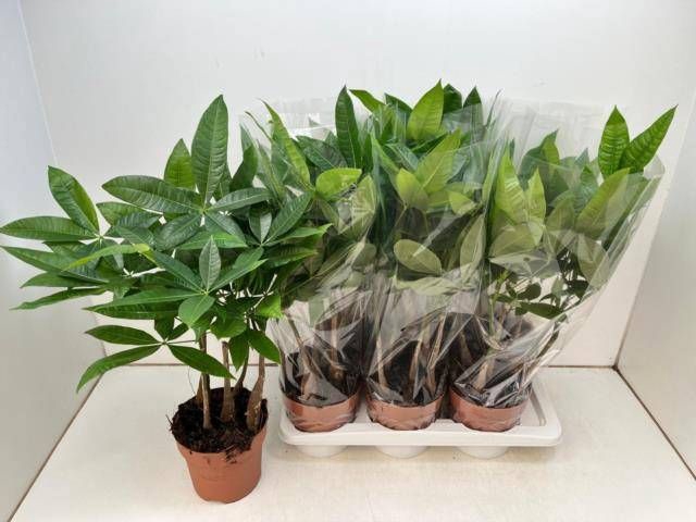 <h4>PACHIRA AQUATICA</h4>
