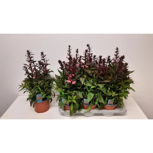 Lobelia Fan Cinnabar pink 17Ø 48cm