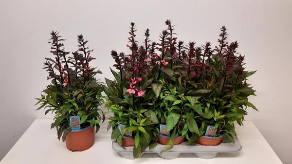 Lobelia Fan Cinnabar pink 17Ø 48cm