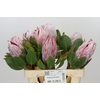 Protea Cynaroides