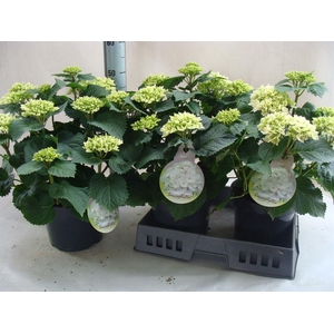 Hydrangea mac.   ...