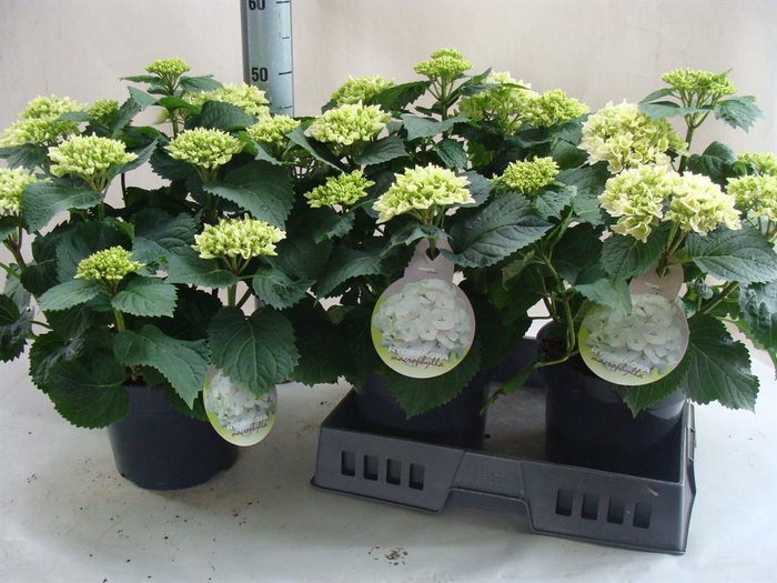 <h4>Hydrangea mac. ...</h4>