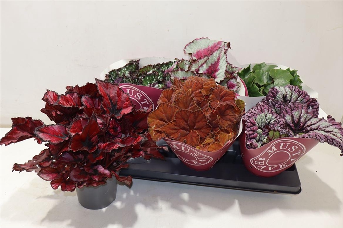 <h4>Beg Bel Gem</h4>