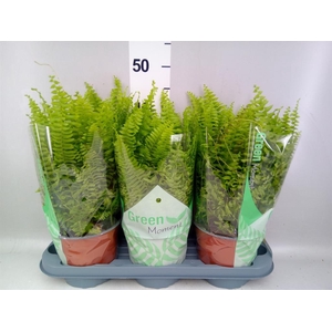 Nephrolepis exal. 'Green Moment'